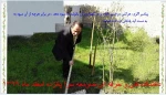 پانزده اسفند ماه روز درختکاری است ما هم می‌توانیم با کاشتن یک درخت در زیباسازی و داشتن هوای سالم شهرمان سهیم باشیم. 2